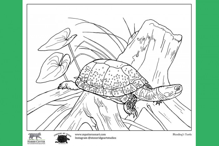 Blanding's Turtle artwork for colouring