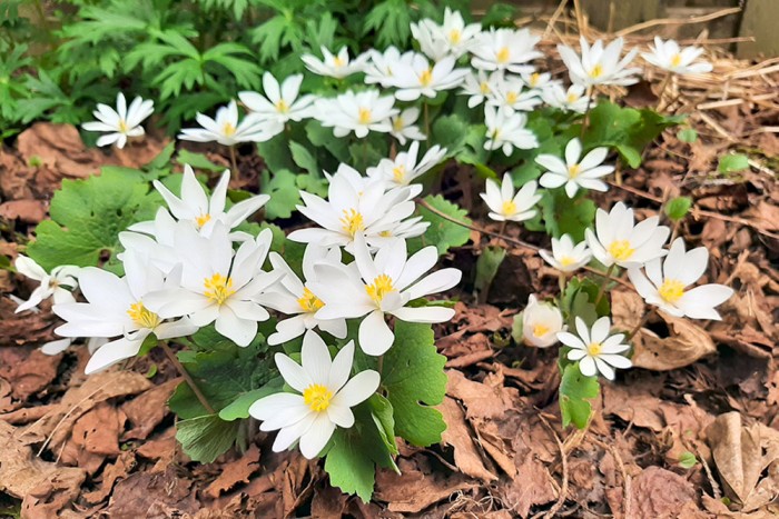 A photo of white blooms of Bloodroot plant.
