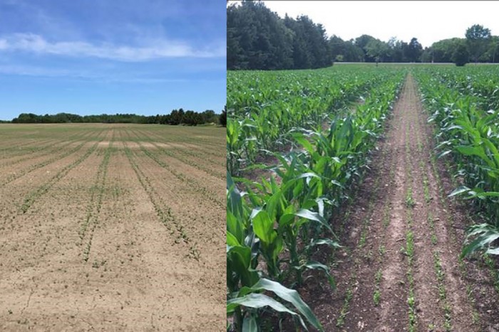 The first photo shows emergence of twin-row corn and the second photo shows the emergence of cover crop between rows.