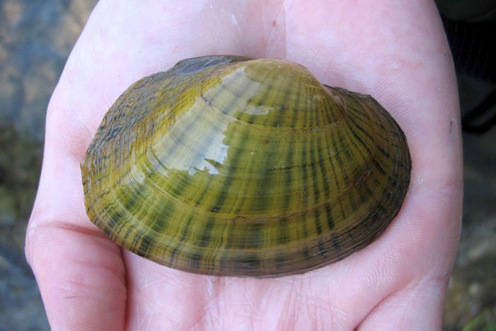 Pic of species-at-risk Wavy-rayed Lampmussel.