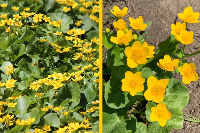 A collage of two photos of bright yellow-orange Marsh marigold.