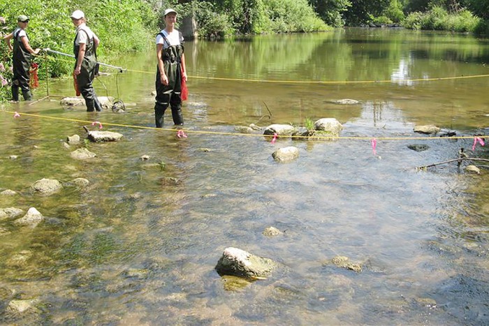 Monitoring mussels, aquatic species downstream of Perth South.