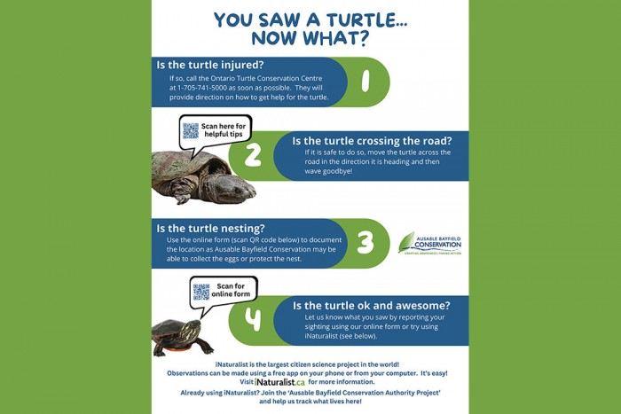 Poster of turtle sighting form.
