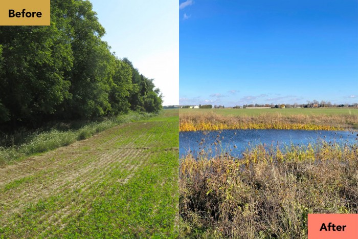 A photo of a restored wetland, before and after.