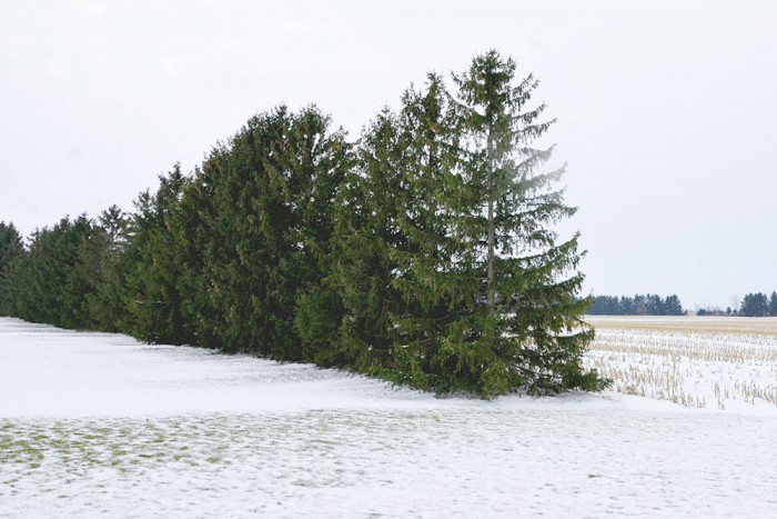 A photo of a treed windbreak.