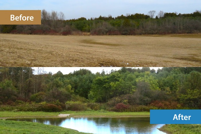 Photos before and after planting at Oakes family wetland and wildlife area.