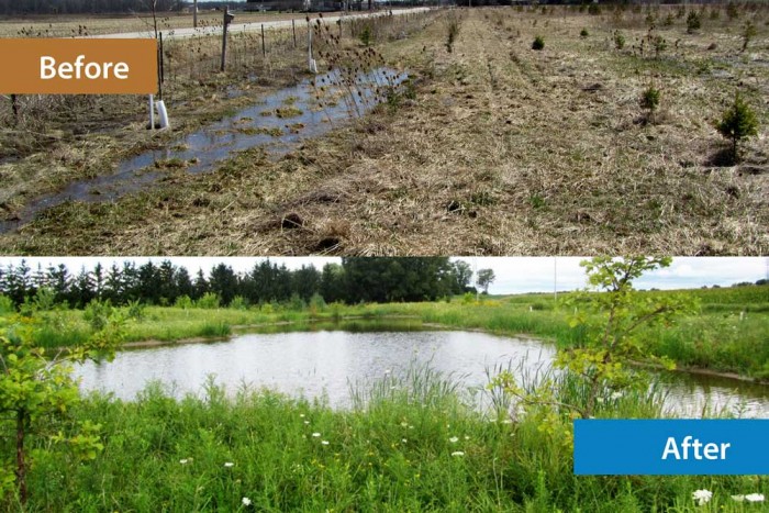 Van Der Laan Wetlands Project - Before and After Photos