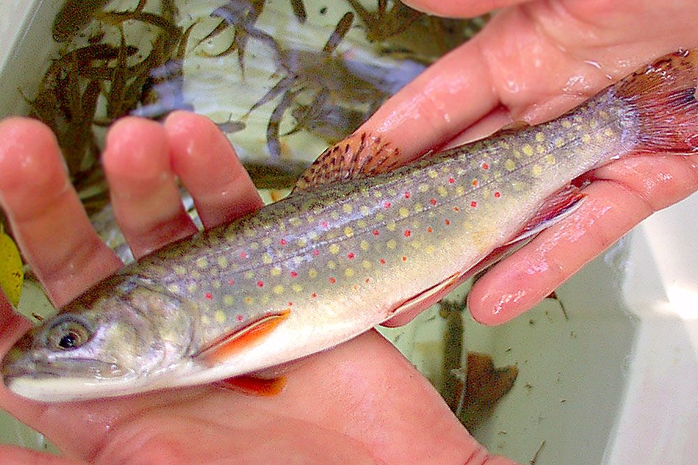 Brook_Trout_1000_px.jpg