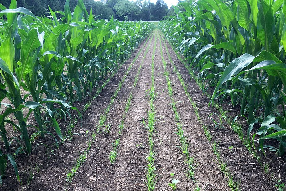 Cover_Crop_Demo_Web.jpg