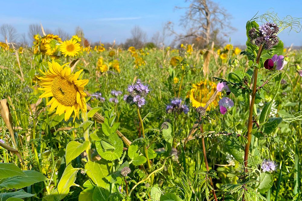 Cover_Crops_1000_px_2.jpg