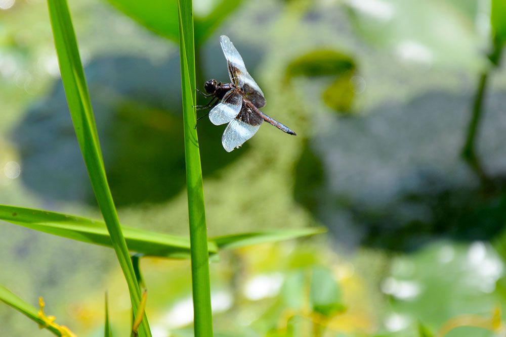 Flora_Insects_1920_px.jpg