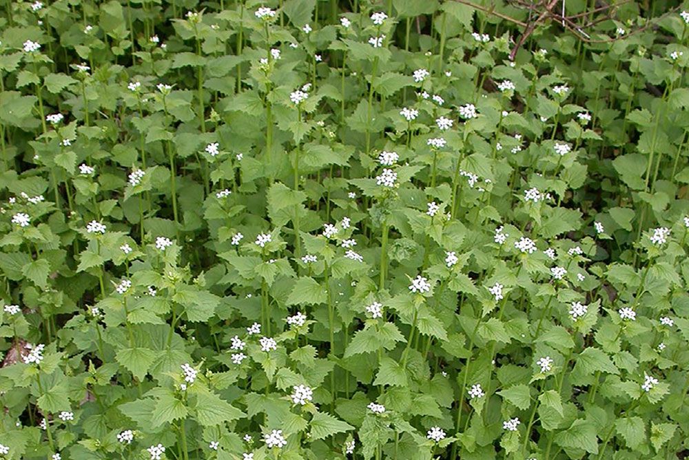 Garlic_Mustard_1000_px_1.jpg
