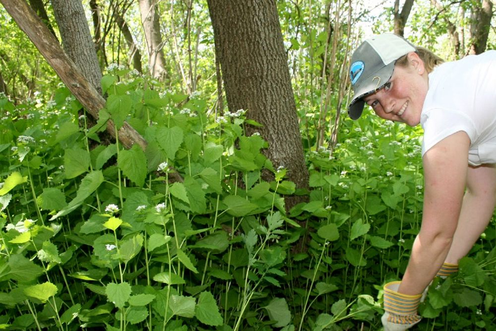 Garlic_Mustard_Pull_Ontario_Web.jpg