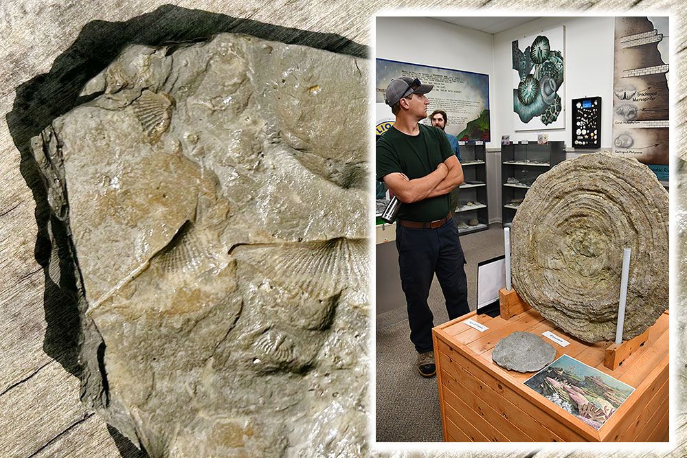 Arkona Lions Museum and Information Centre is a place to see fossils.