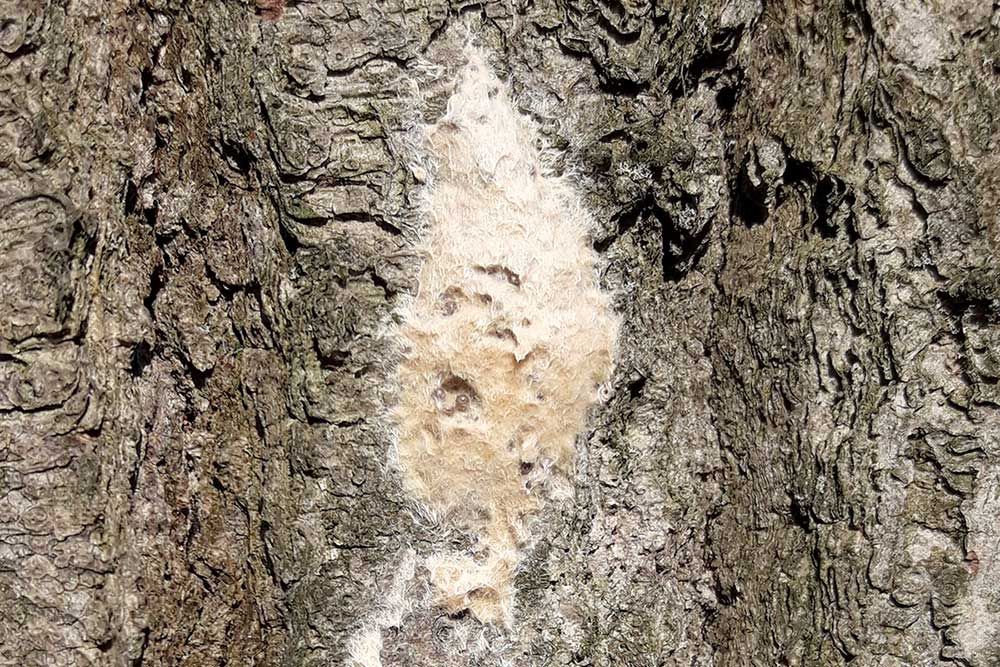 Gypsy_Moth_Egg_Masses_Web.jpg