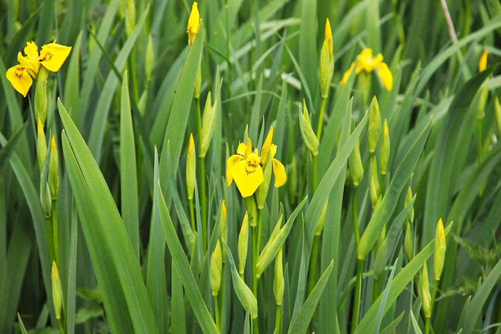 Invasive_Yellow_Iris_1000_px.jpg