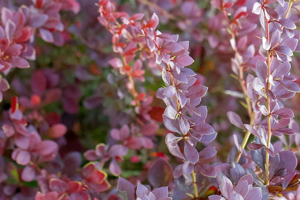 Japanese_Barberry_1_1000_px.jpg