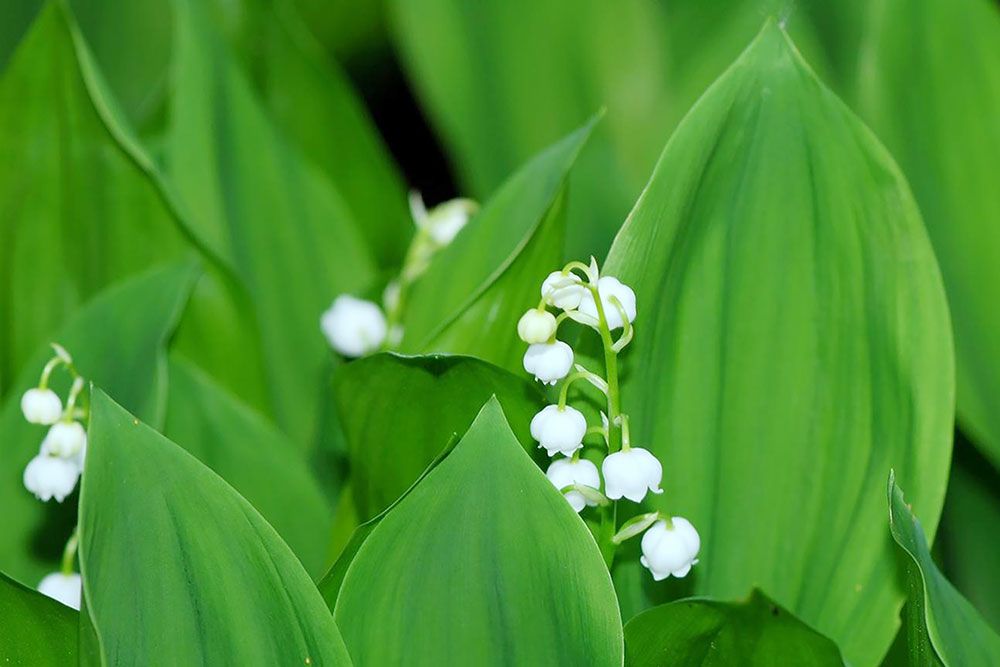 Lily_of_the_Valley_1000_px.jpg