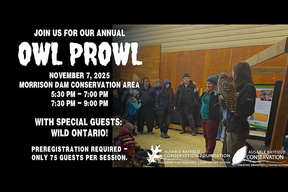Owl_Prowl_1000_px_1.jpg
