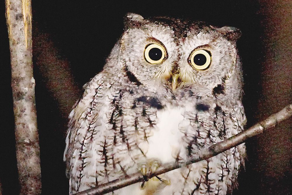 Owl_photo_by_Paul_Armstrong.jpg