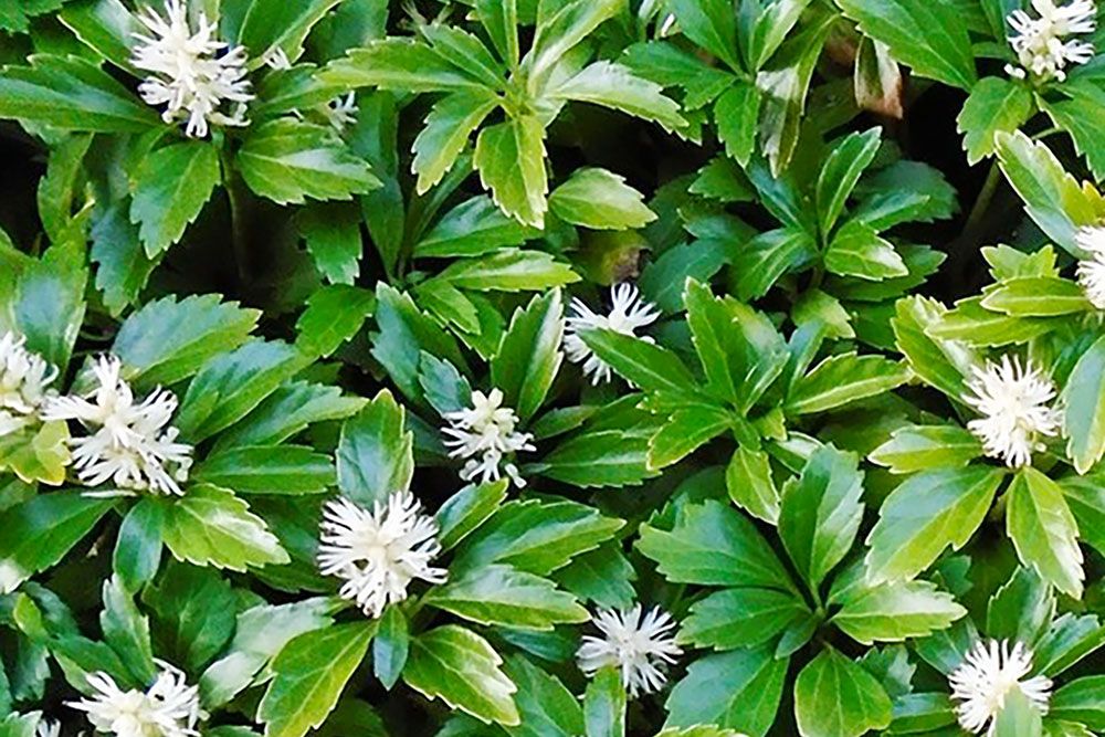 Pachysandra_terminalis_2_1000_px.jpg