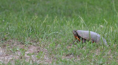 Painted-Turtle-prepares-to-nest.jpg