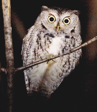 Paul_Armstrong_Owl_Photo_Web.jpg