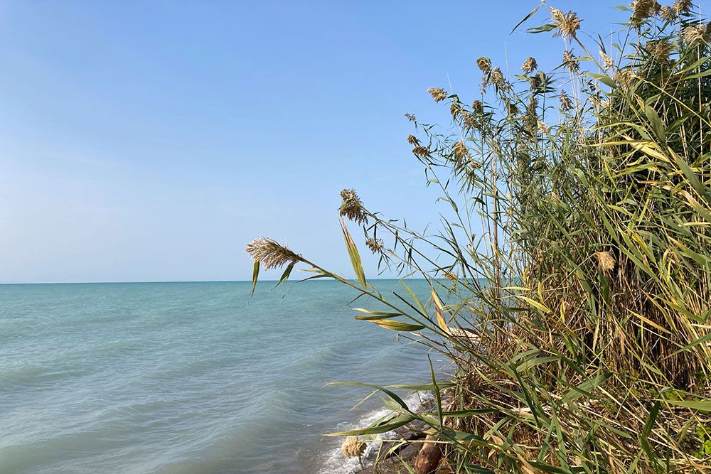 Phragmites_1000_px_Lake_Huron.jpg