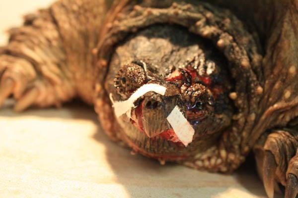 Porter-courtesy-Kawartha-Turtle-Trauma-Centre.jpg