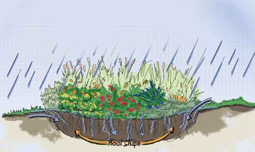 https://www.abca.ca/images/content/Rain-garden-cross-section_pagelarge.jpg