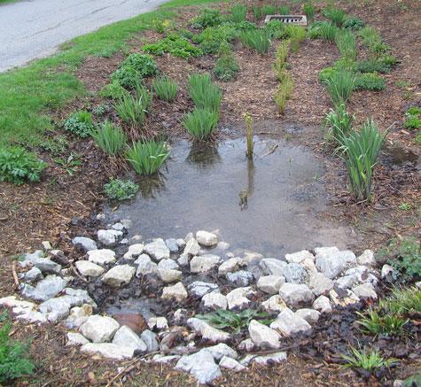Rain_Gardens_Bayfield_2017_Web.jpg