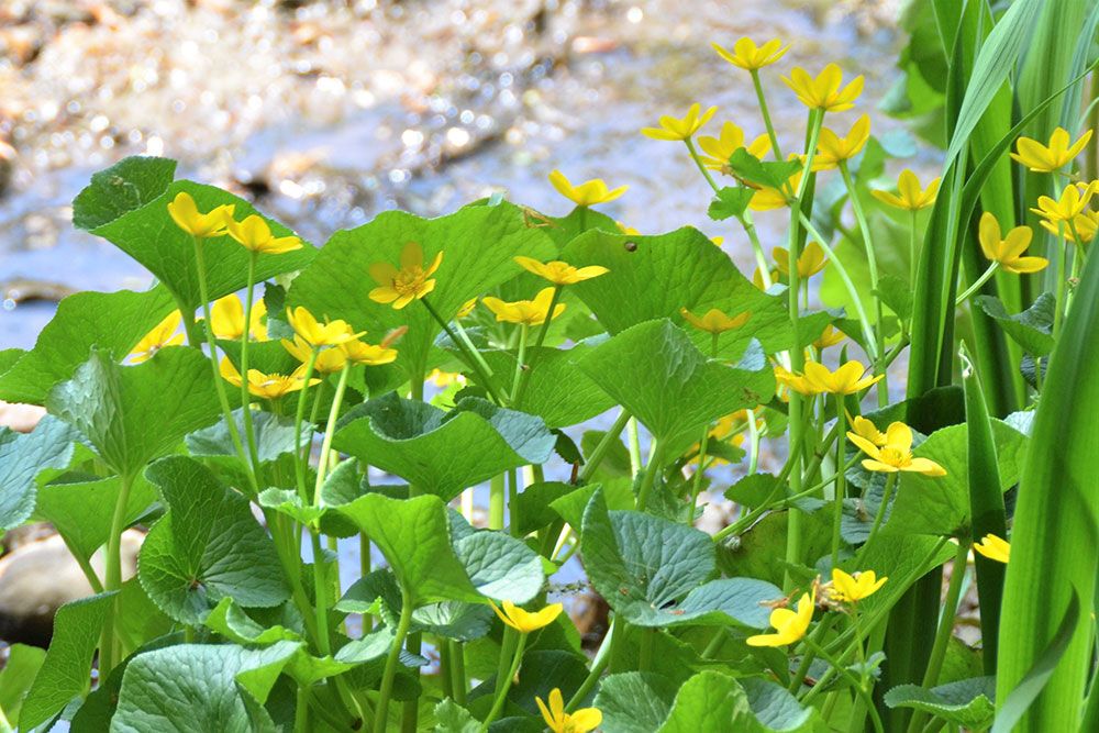 A spring photo at Morrison Dam Conservation Area.