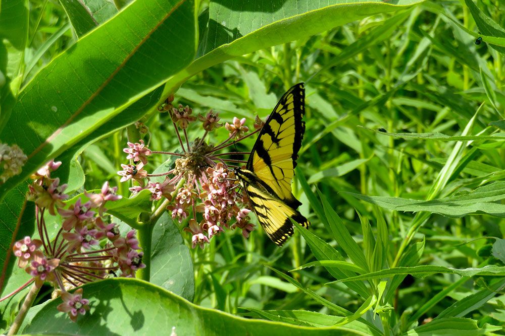 Tiger_Swallowtail_1000_px.jpg