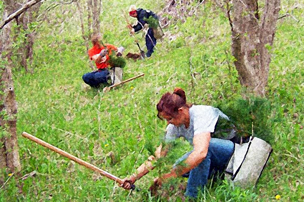 Tree_Planting_Job_Posting_Web_2019.jpg