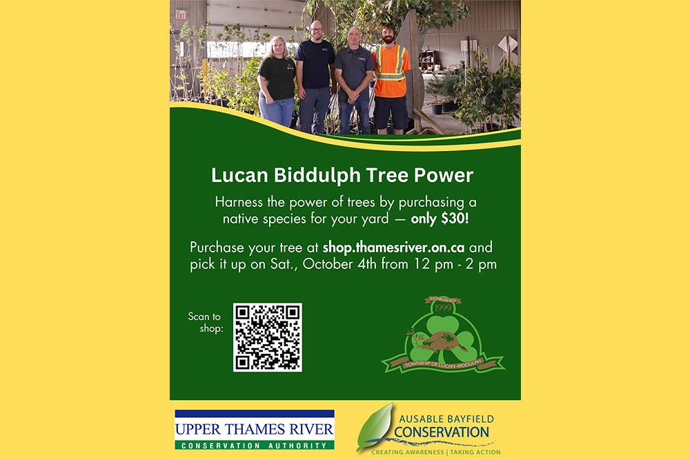 Tree_Power_1000_px.jpg