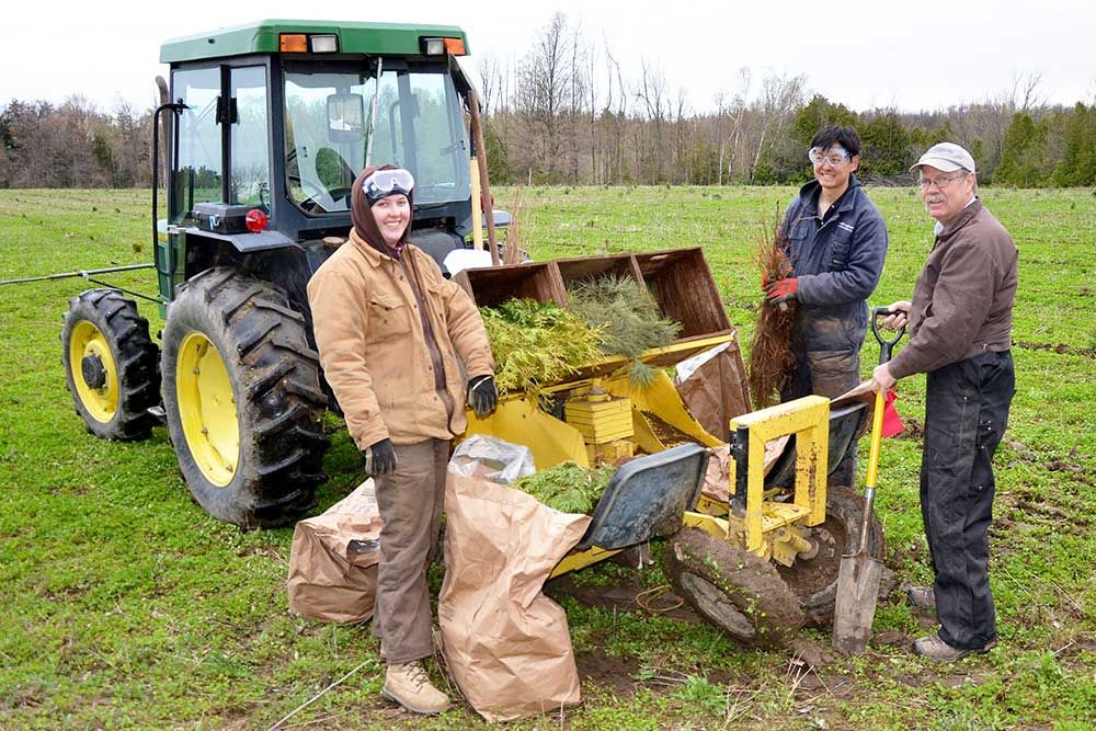 Tree_planting_to_continue_in_2020.jpg