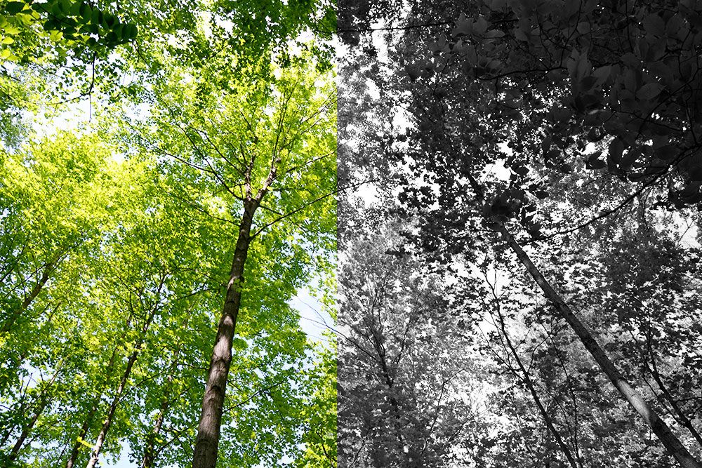 Trees_Web_Colour_and_BW.jpg