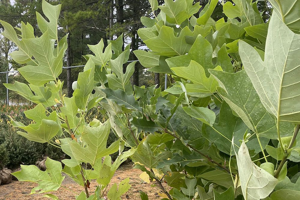 Tulip_Trees_1000_px.jpg