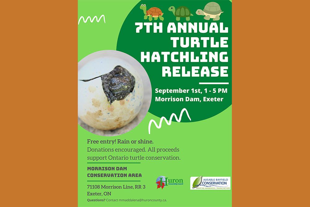 Turtle_7th_Annual_1000_px.jpg