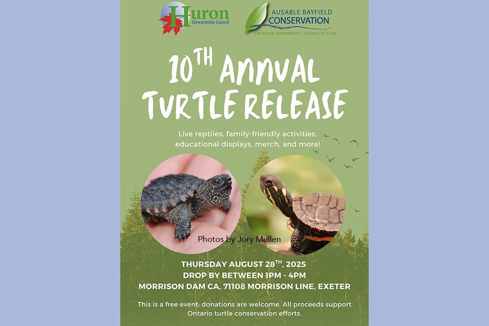 Turtle_Release_2025_1000_px_JM.jpg