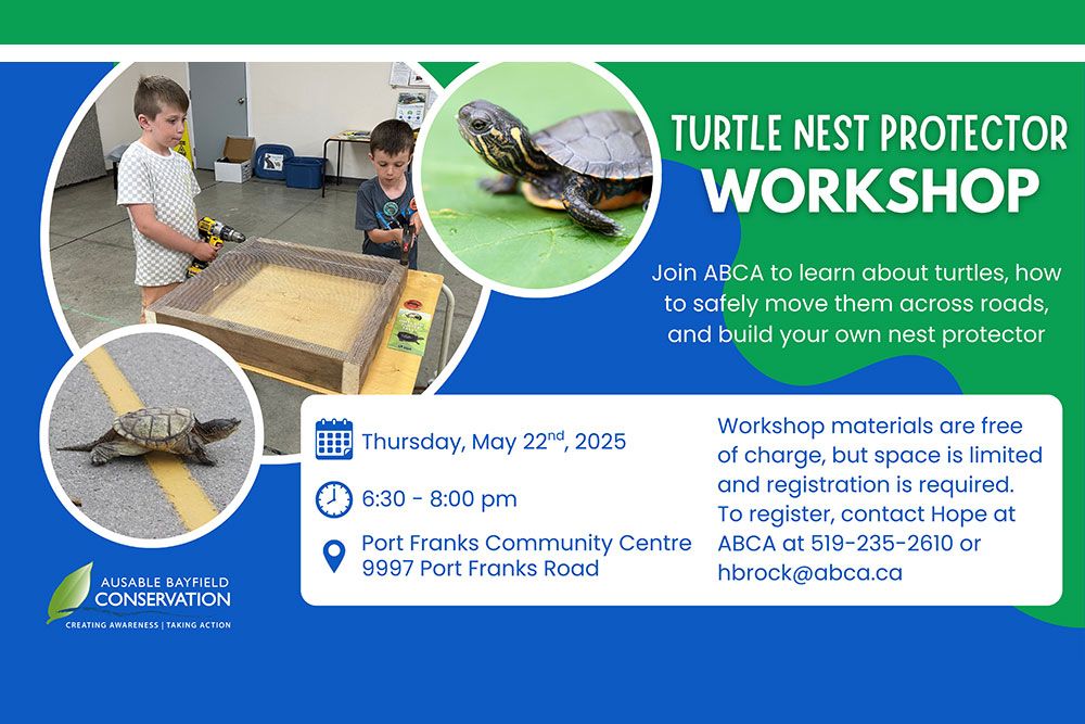 Turtle_Workshop_2025_1000_px.jpg