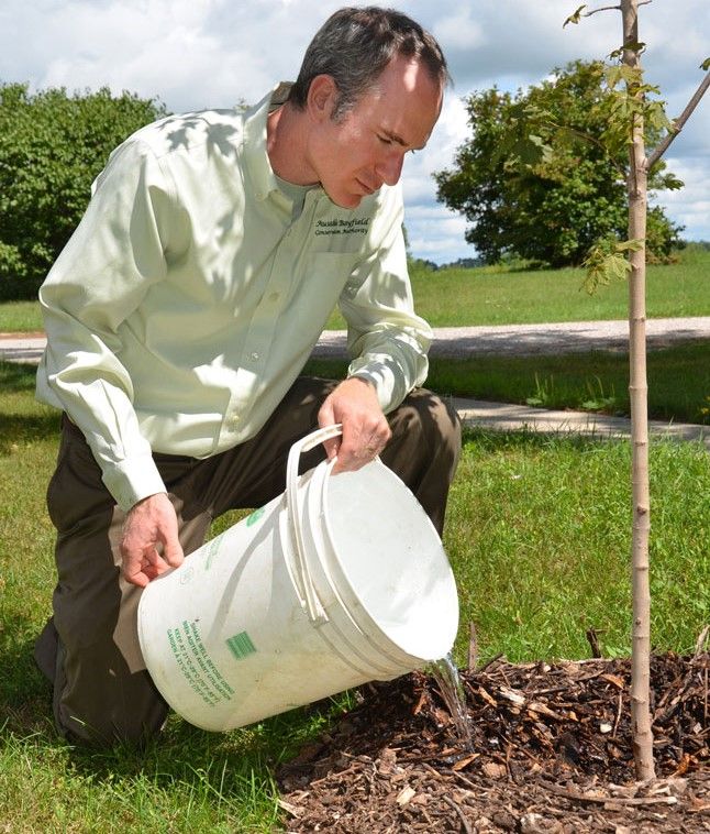 Watering_Trees.jpg