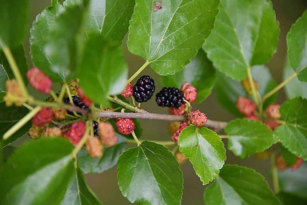 White_Mulberry_1000_px.jpg