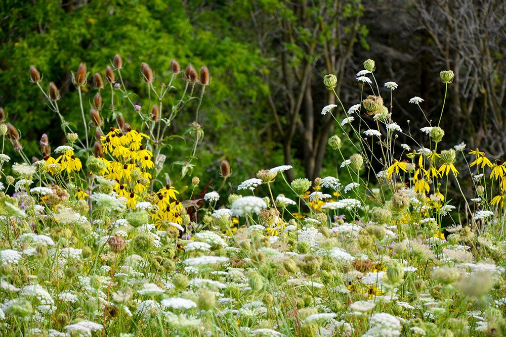 Wildflowers_1000_px.jpg