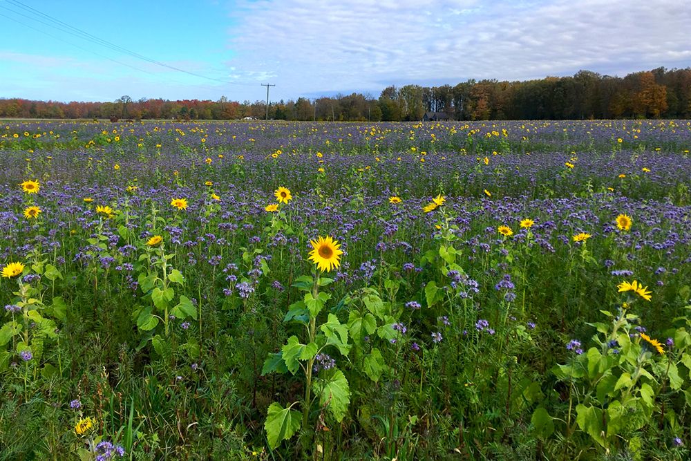 World_Soil_Day_Web.jpg