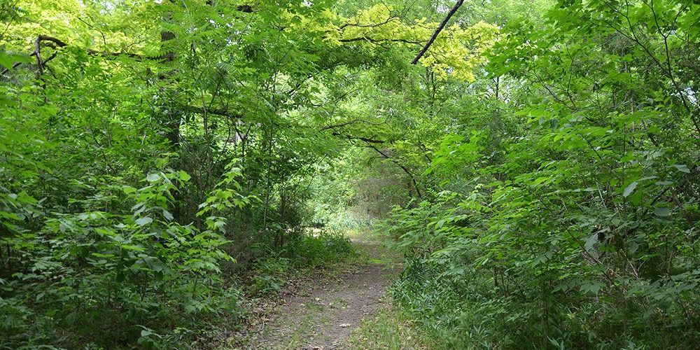 A file photo of Ausable River Cut Conservation Area.