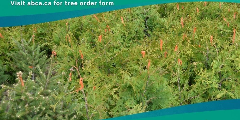 A poster, showing tree seedlings, to promote 2026 fall tree orders.