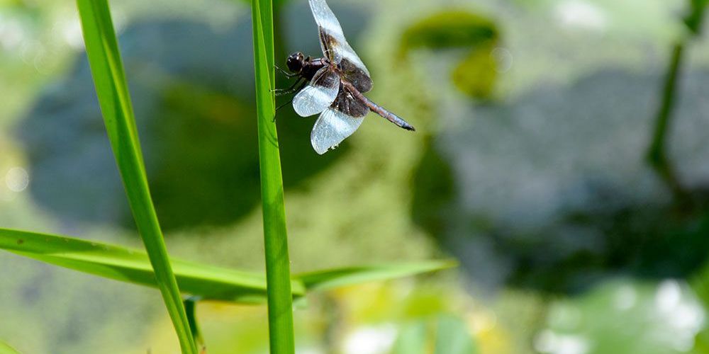 Fauna and flora at Morrison Reservoir.