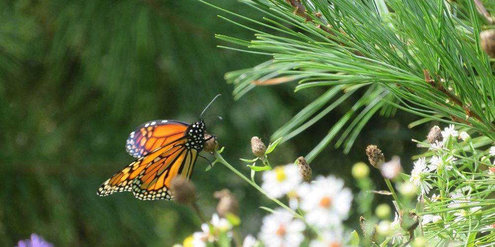 A photo of Monarch Butterfly.