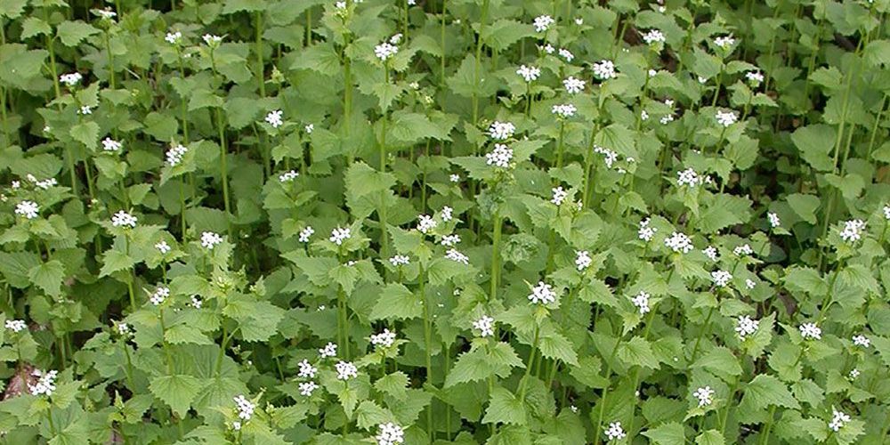 A photo, of Garlic Mustard (Alliaria petiolata), from Invasive Species Centre's Best Management Practices in Ontario